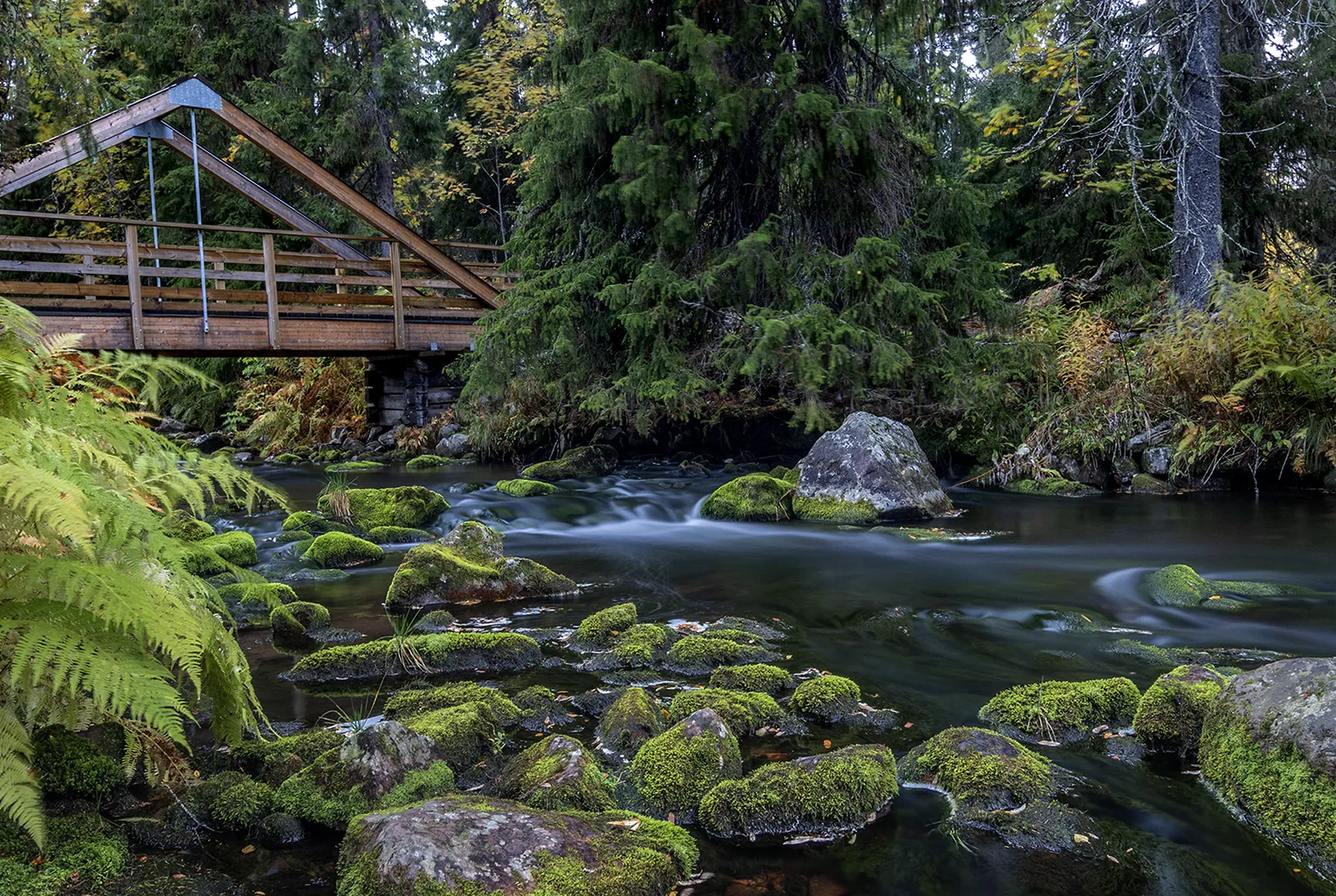 Träbro över ett klart vattendrag med mossiga stenar i skogen i Fulufjällets nationalpark.