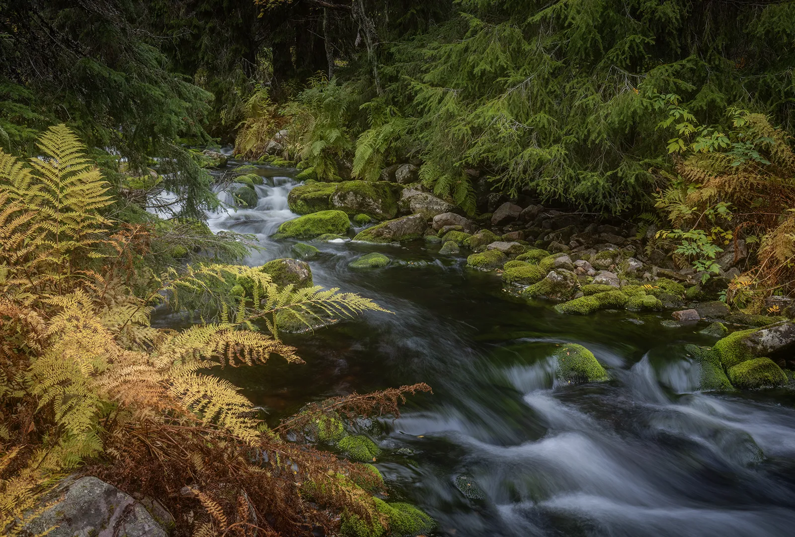 Litet vattendrag i Fulufjällets skog med mossiga stenar och ormbunkar i förgrunden.
