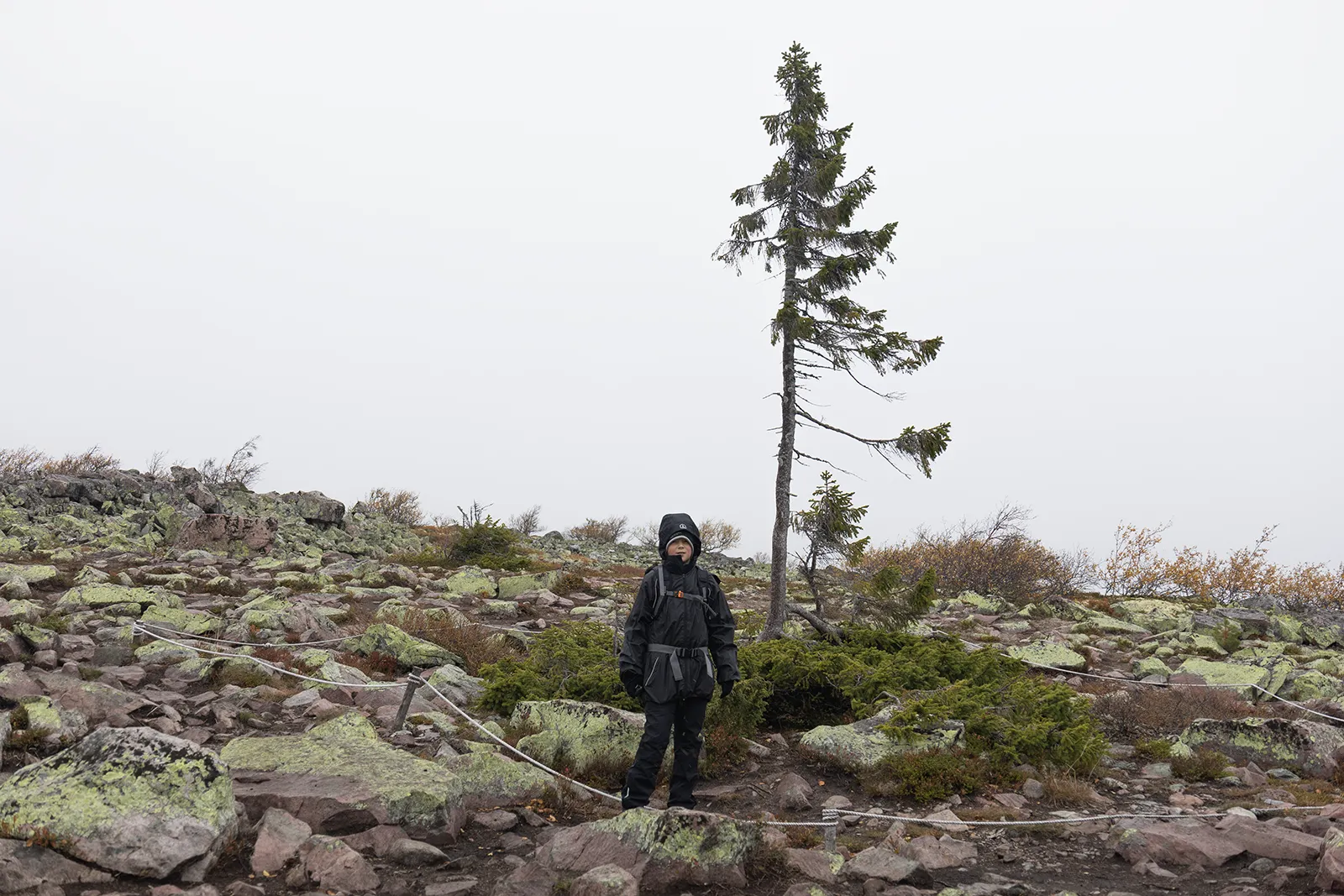 Barn framför Old Tjikko, världens äldsta trädklon