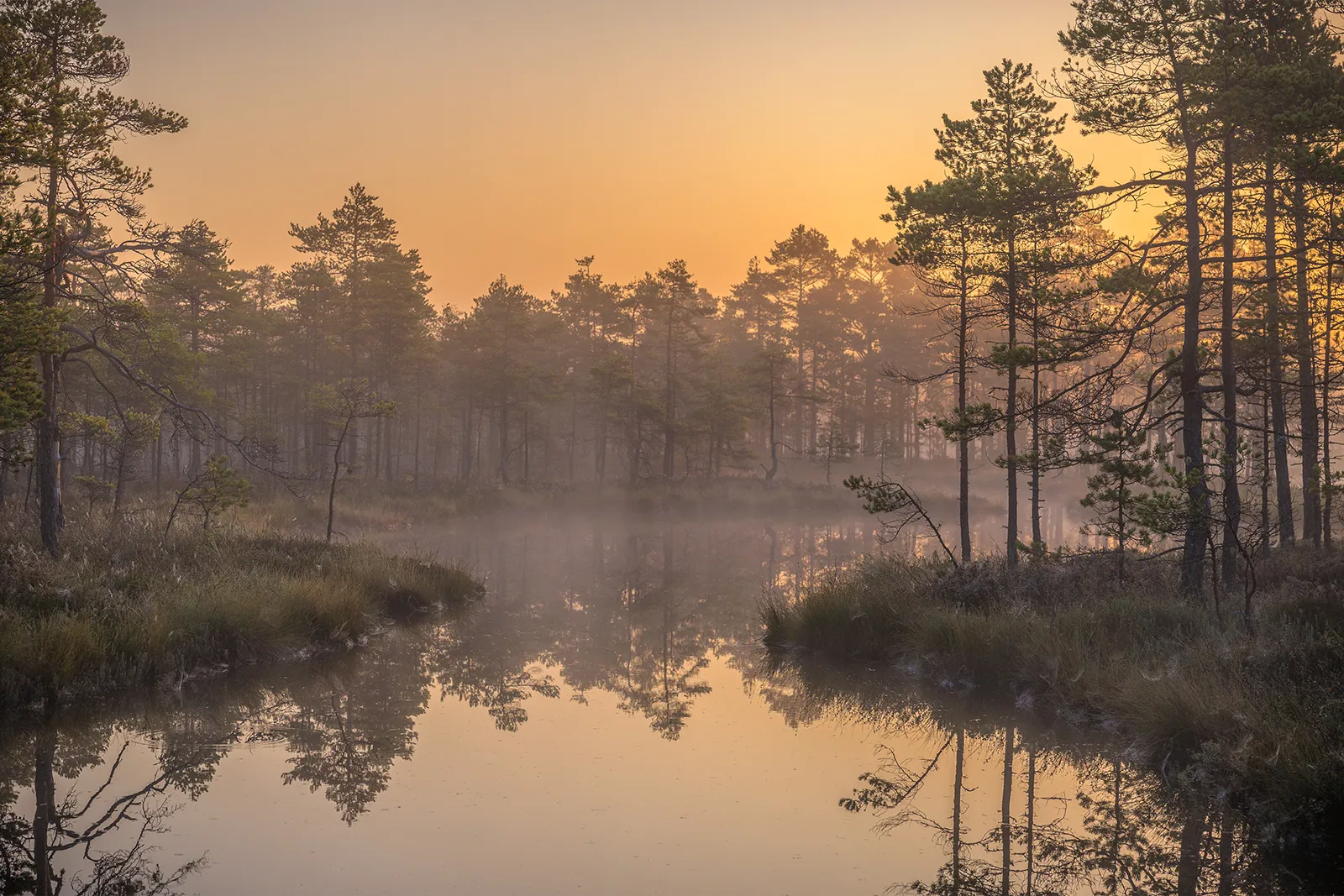 Spegling i vatten på en mosse