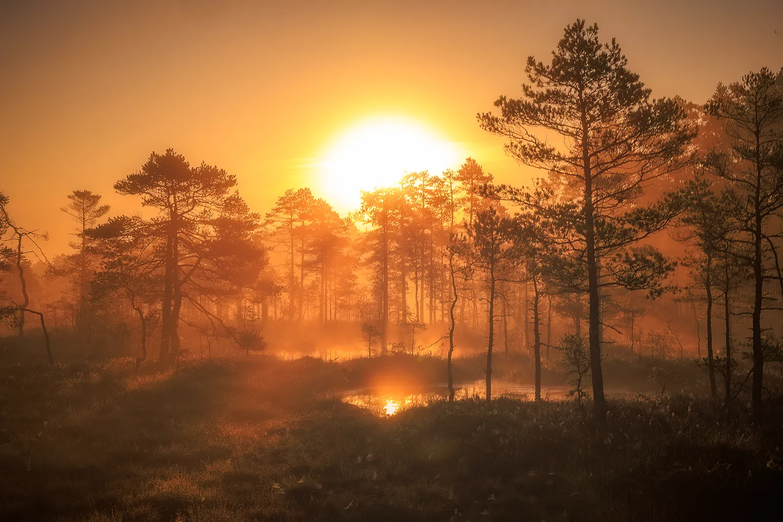 Solen speglar sig i vattnet på en mosse