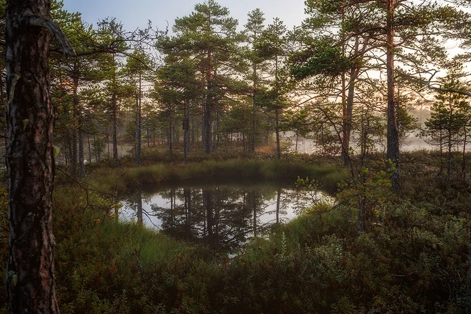Tallar speglar sig i vatten på mosse